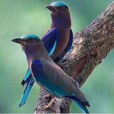 विजयादशमी पर्व 