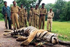 एक साल में 13 बाघ मारे 