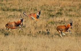 वाइल्ड लाइफ वंडर्स ऑफ मध्यप्रदेश