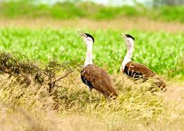 वाइल्ड लाइफ वंडर्स ऑफ मध्यप्रदेश