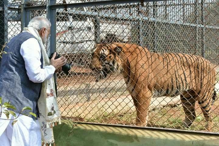 modi tiger